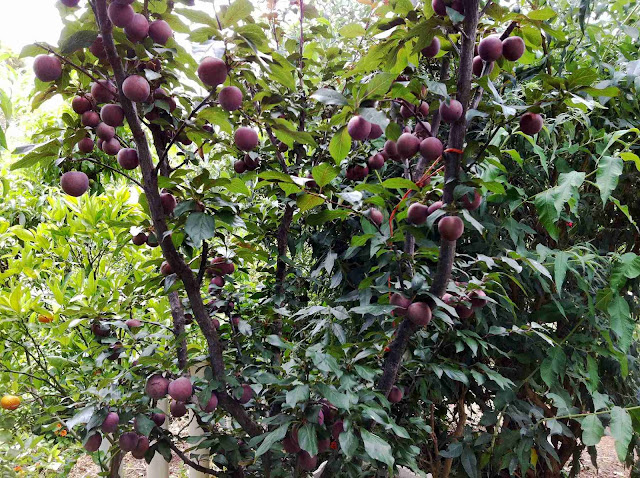 Mudas De Ameixa Roxa