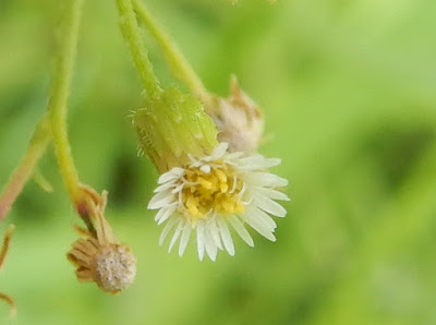 加拿大蓬的花序