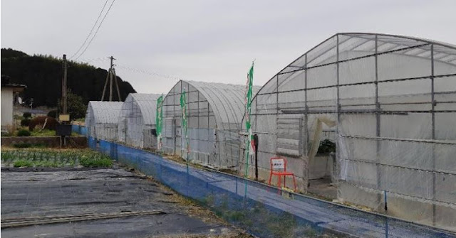 tourist-picking-strawberries-in-Japan-this-place