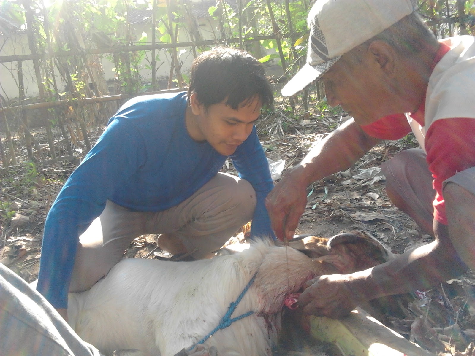 Banjir Embun: Foto Proses Penyembelihan Hewan Kurban