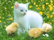 Cute And Funny Images Of White Kitten 18