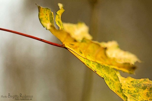 macro_20111116_lonn1
