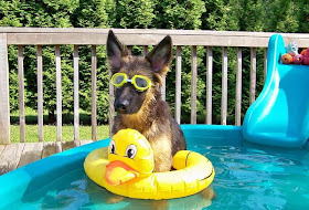 adorable dog pictures, german shepherd puppy playing in kiddie pool