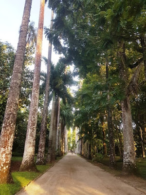 Avenue lined by tall palm trees