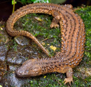 Biawak Tak Bertelinga Dari Kalimantan