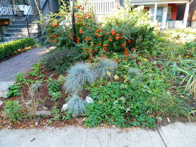 Palmerston Little Italy Front Yard Garden Cleanup before by Paul Jung Gardening Services Toronto