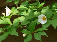 沙羅の花は一日だけ