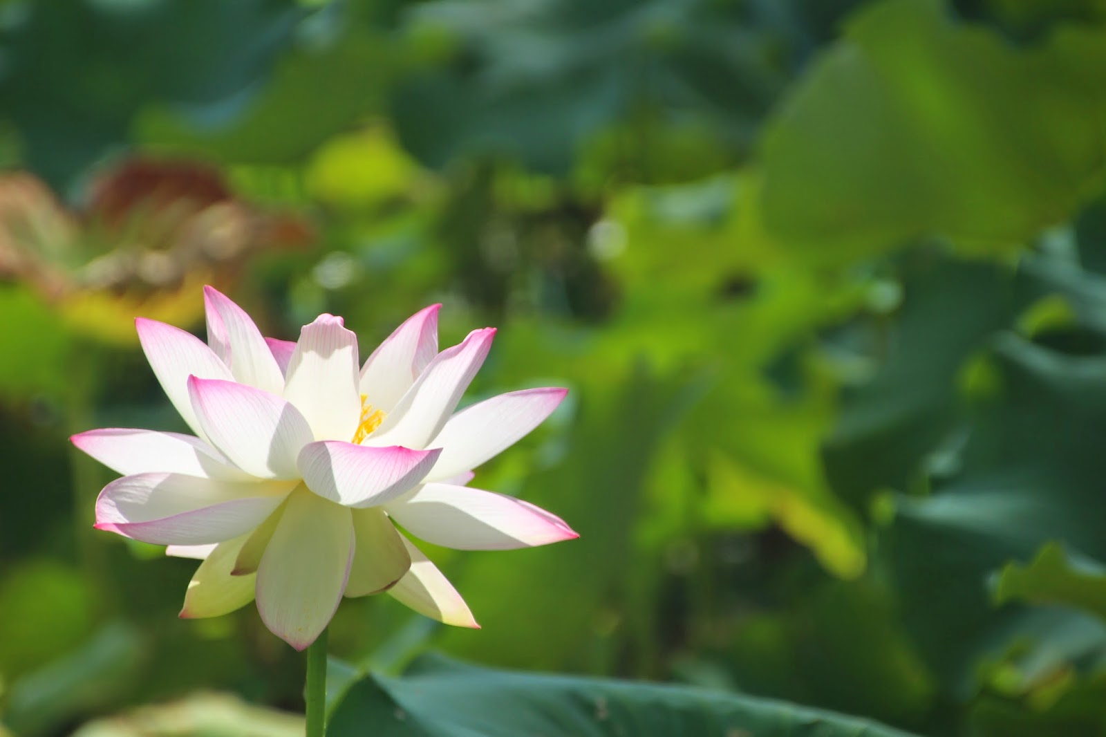 Diary of a House Sitter and Traveller The Sacred Lotus Flower
