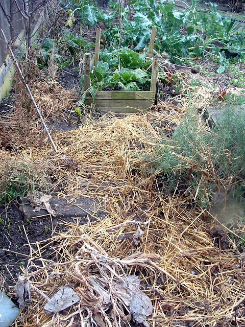 Photo of an untidy garden bed with straw mulch