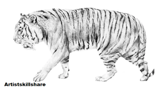 How to draw a Detailed Realistic tiger: Step-by-Step Guide