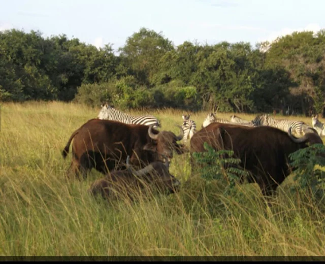 Alt: = "photo showing parays game ranch, Lusaka"