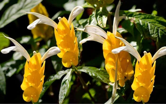 Camarão-amarelo uma planta com flores amarelas, em formato de espiga, que atrai prosperidade, crescendo em um quintal pequeno.
