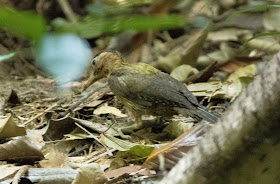 Laced Woodpecker - Singapore Botanic Gardens