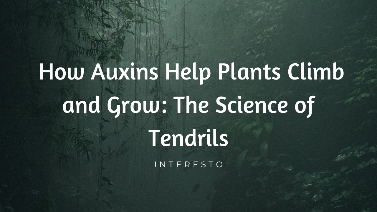 how do auxins promote the growth of a tendril around a support