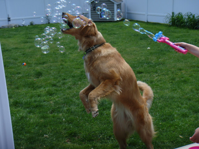 golden retriever dog pops bubbles #wordlesswednesday