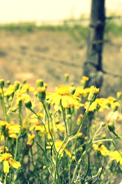 flowers3