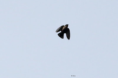 "Streak-throated Swallow, flying over head."