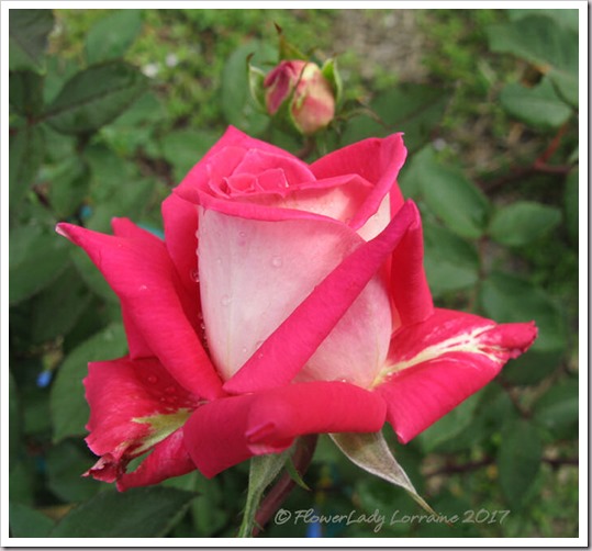 02-13-love-grandiflora3