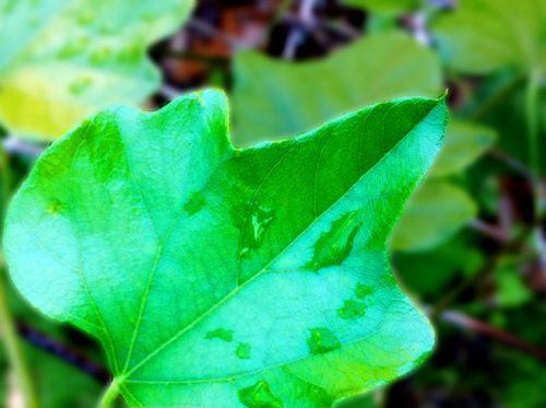dropleaf