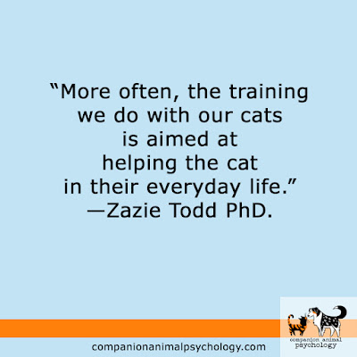 More often, the training we do with our cats is to help them with everyday life