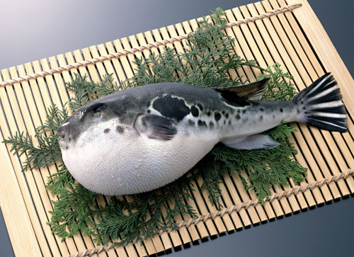 fugu fish