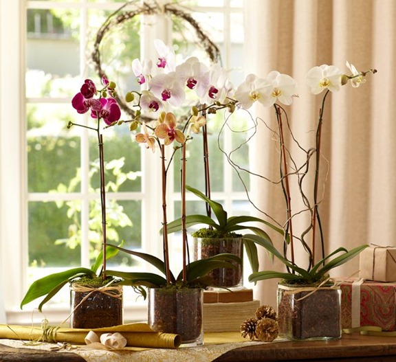 orchid