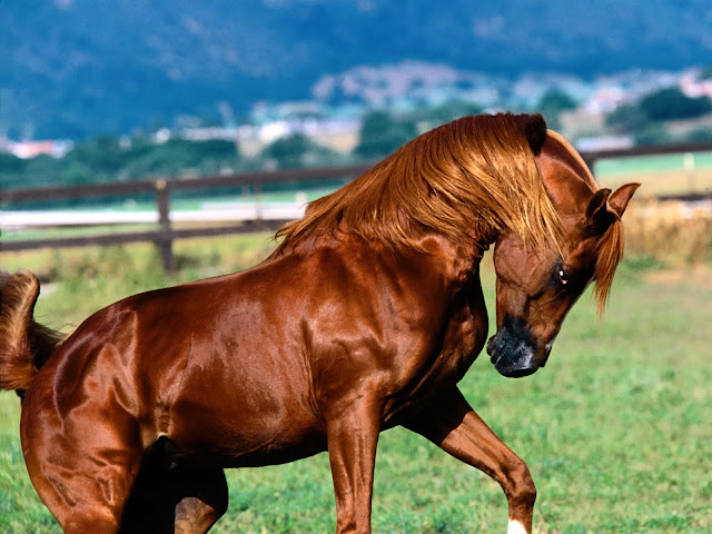 Beautiful Brown Horse Wallpapers