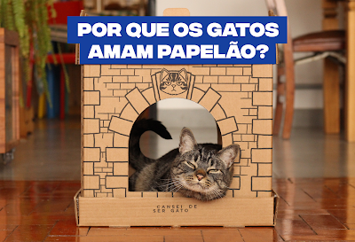 Por que gatos amam papelão? 