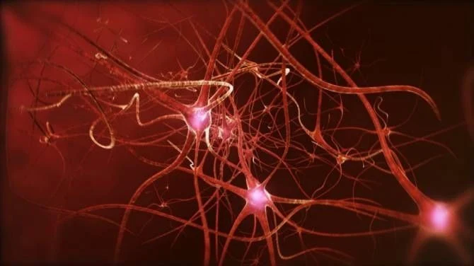 Los ultrasonidos pueden activar y desactivar células cerebrales modificadas genéticamente en ratones