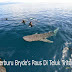 BERBURU BRYDE'S PAUS DI TELUK TRITON