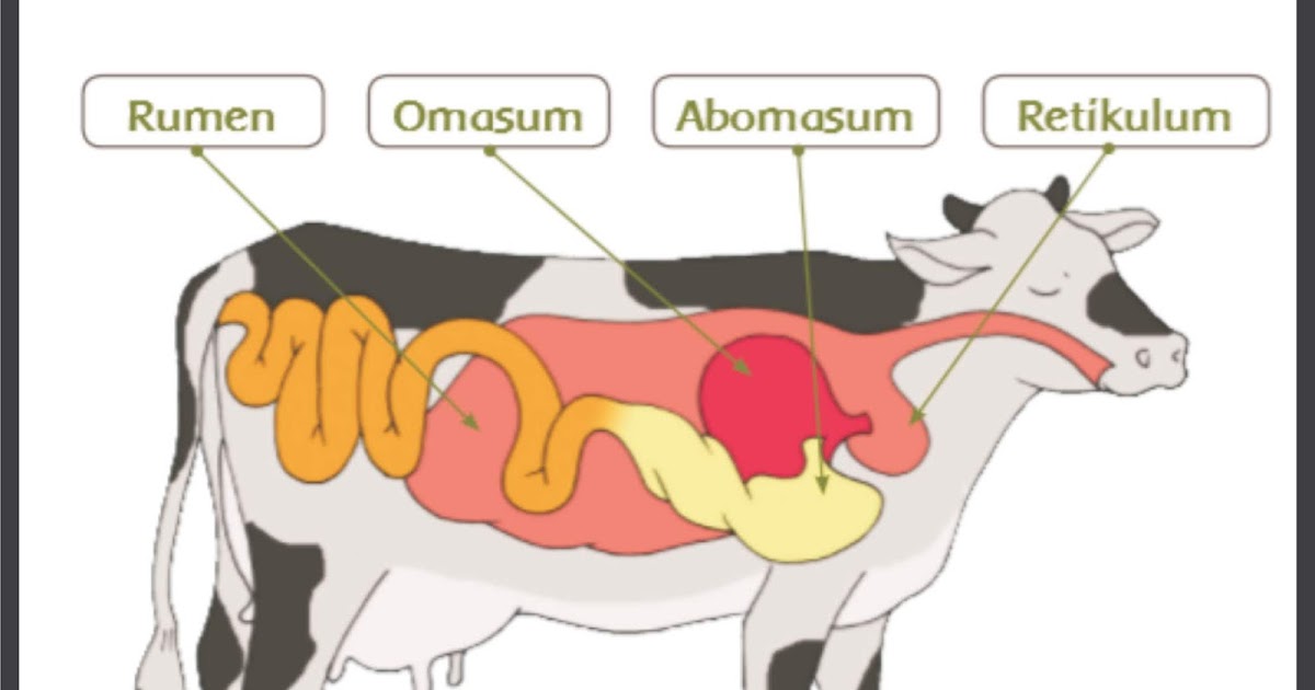  Bagaimana sistem pencernaan makanan pada hewan  ruminansia  