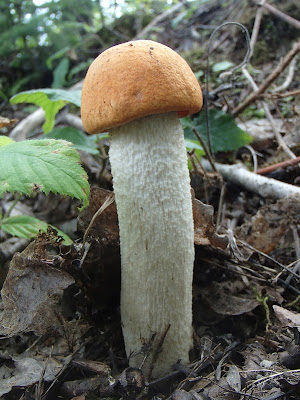 Leccinum aurantiacum koźlarz czerwony