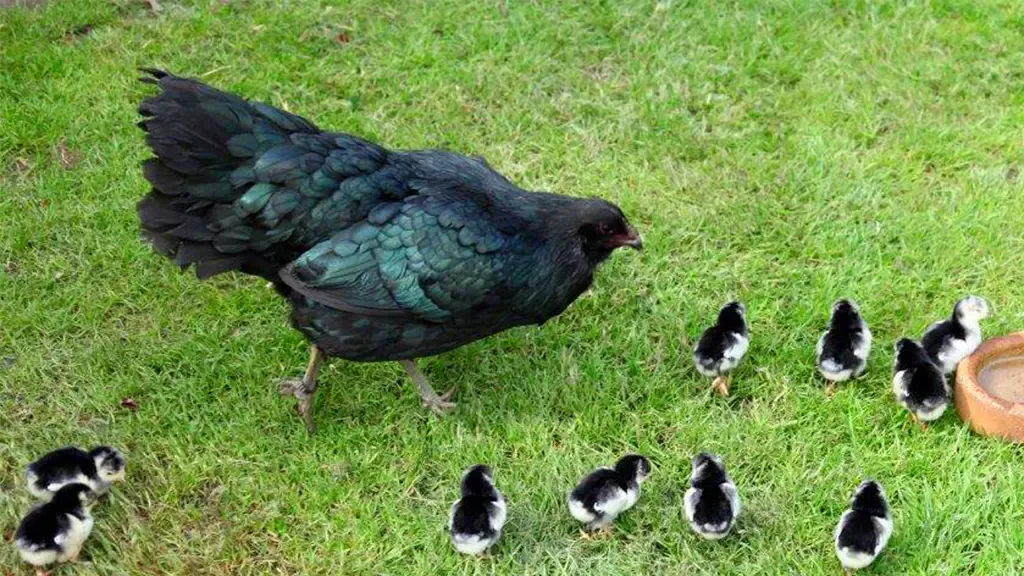 Gallina de raza sumatra con pollos