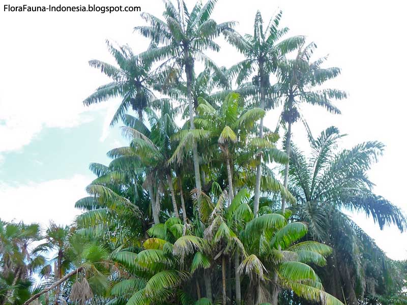  NIBUNG  Flora Fauna Indonesia