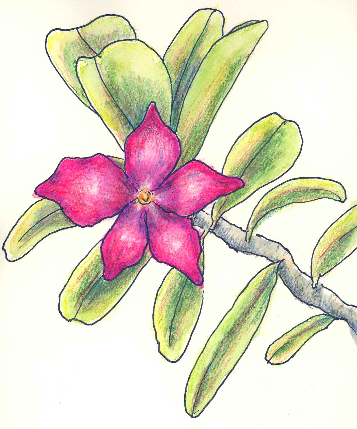 flower drawing