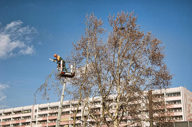 Baustelle Baumfällarbeiten, Otto-Braun-Straße / Mollstraße, 10178 Berlin, 13.02.2014