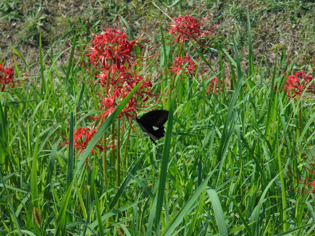 クロアゲハが彼岸花の蜜を吸っています