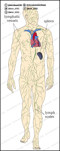 The lymphatic system