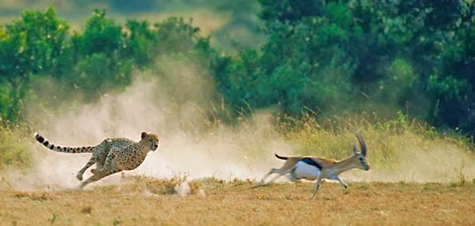 Wildlife of India