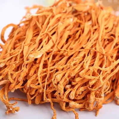 Cordyceps Mushroom Pure Culture Supplier Company in Laos