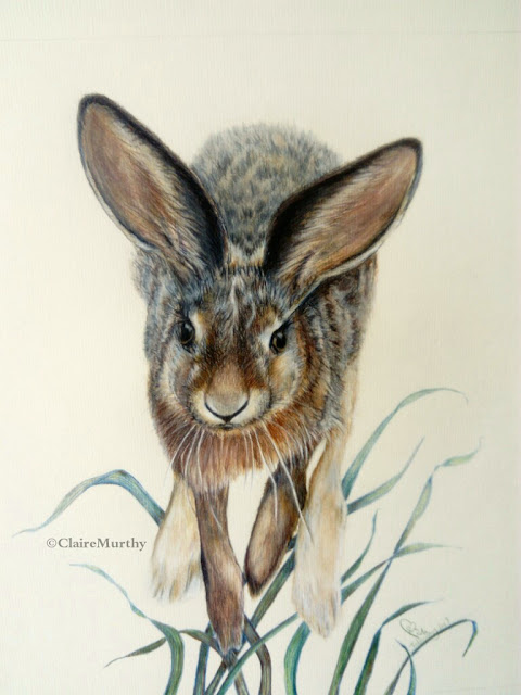 Wildlife Art : Hare Painting