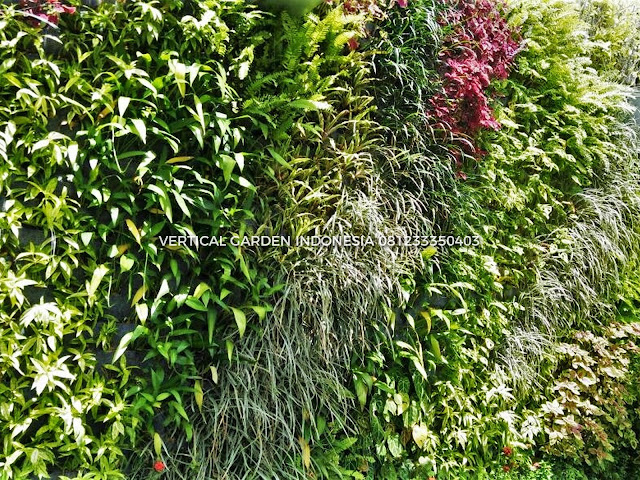 VERTICAL GARDEN INDONESIA SPESIALIS JASA PEMBUATAN VERTICAL GARDEN DI BINTARO DAN DI SELURUH WILAYAH BINTARO DENGAN TENAGA YANG PROFESIONAL DAN DAPAT DI PERCAYA YANG SELALU MENGUTAMAKAN SEBUAH MUTU DAN KUALITAS PEMASANGAN VERTICAL GARDEN/TAMAN DINDING, JASA TUKANG TAMAN VERTICAL BINTARO, JASA VERTICAL GARDEN BINTARO