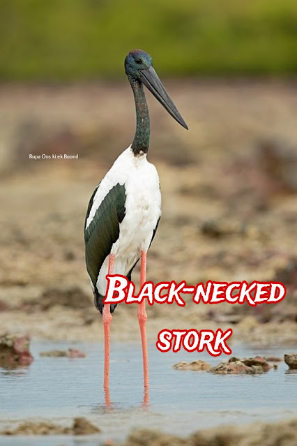 लद्दाख का राज्य पक्षी (State Bird of Ladakh) || काली गर्दनवाला सारस (Grus nigricollis) || Black-necked stork ||