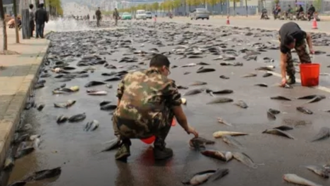 Rain of Fish