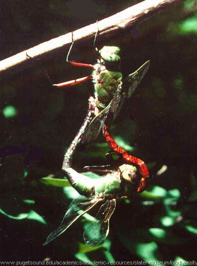 capung kawin antar spesies