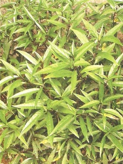  Tanaman  Obat Keluarga Back to Nature GANDARUSA