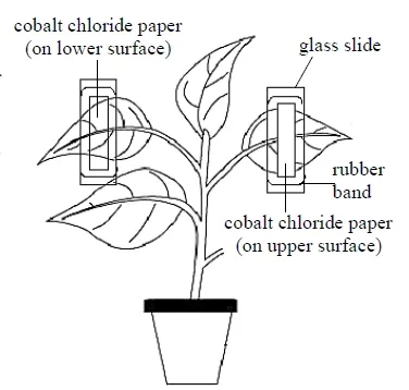 Experiment to Show that Leaves have more Stomata on their Lower Surfaces