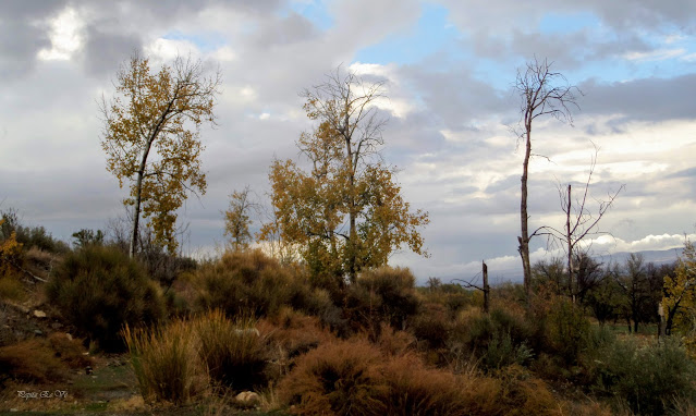 Tardes de otoño.