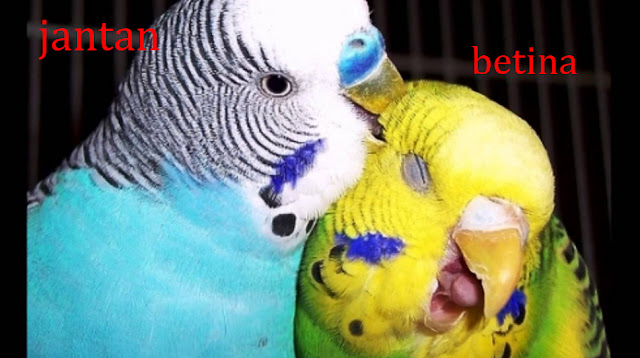 Cara Mudah Membedakan Parkit Jantan dan Betina