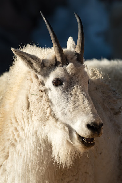 Mountain Goat, Mount Evans